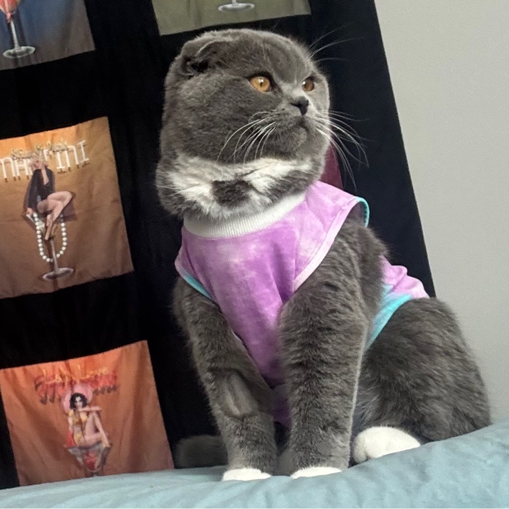 2 Recovery garments for Cat( possibly a small dog)